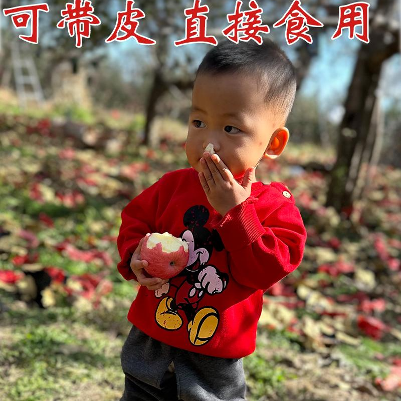 延安宜川塬上的羊粪苹果    12颗礼盒装