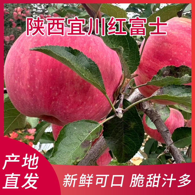 陕西延安宜川塬上的羊粪苹果   商品装