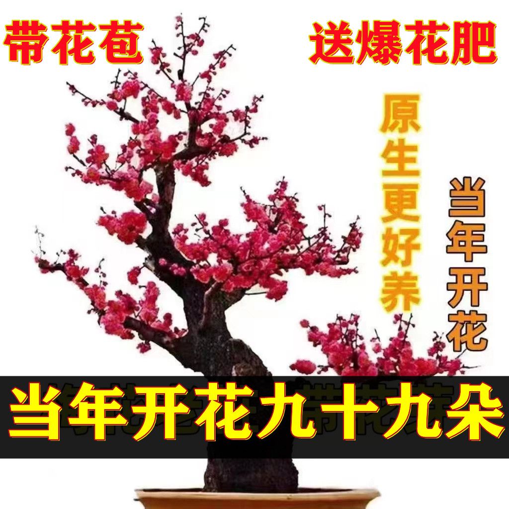 原生红梅花盆栽树苗老桩盆景阳台庭院绿植物浓香花卉耐寒四季腊梅
