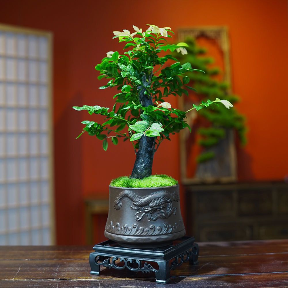 小叶紫檀盆景绿植盆栽室内办公室桌面花卉树苗植物老桩四季好养活