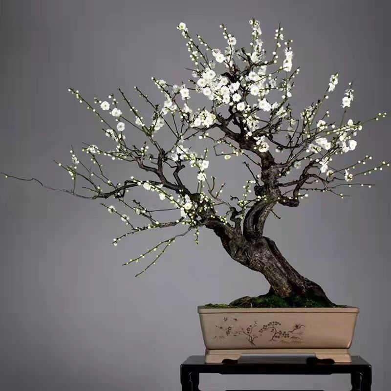 原生梅花树苗红梅绿梅朱砂梅绿植盆栽梅花盆景冬季开花浓香型耐寒