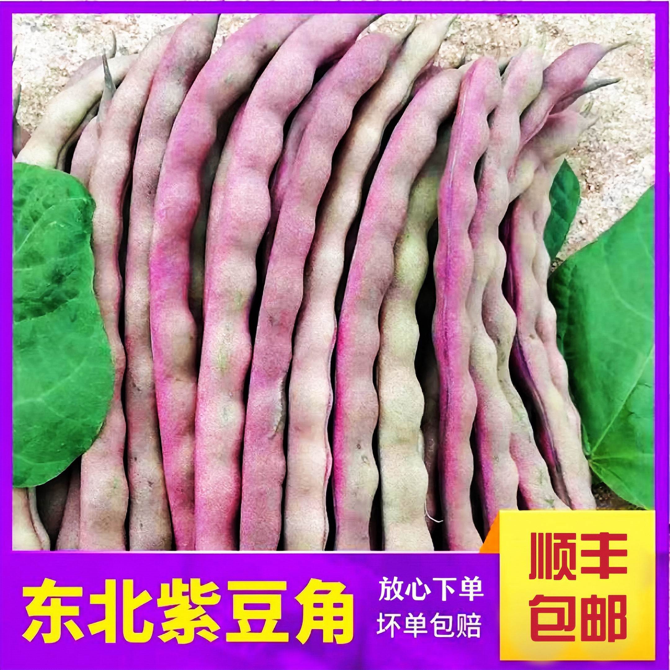 东北油豆角大紫袍清甜新鲜蔬菜冻死鬼紫豆角豆香现摘顺丰包邮