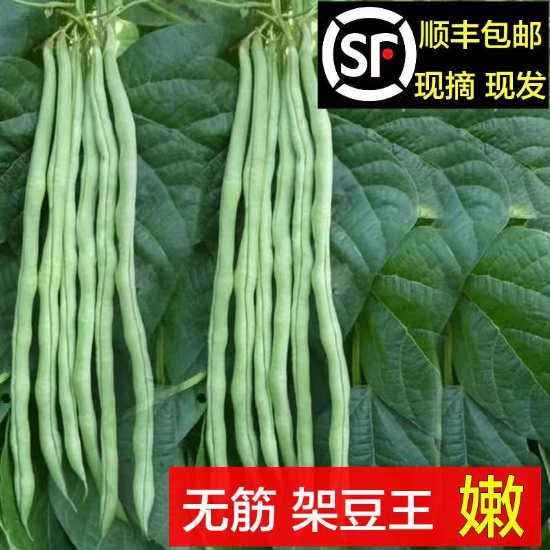 【顺丰包邮】东北架豆王四季豆无丝刀豆角鲜嫩爽口农家豆角