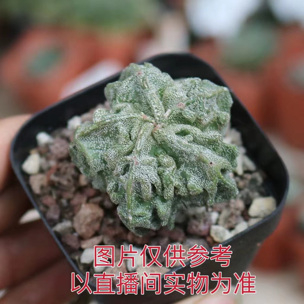 小号白色核桃鸾凤玉 仙人球（满18包邮）