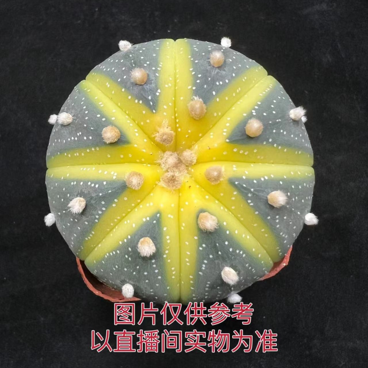 （满18包邮）小号星兜锦仙人球 南瓜球 3-4cm yao锦