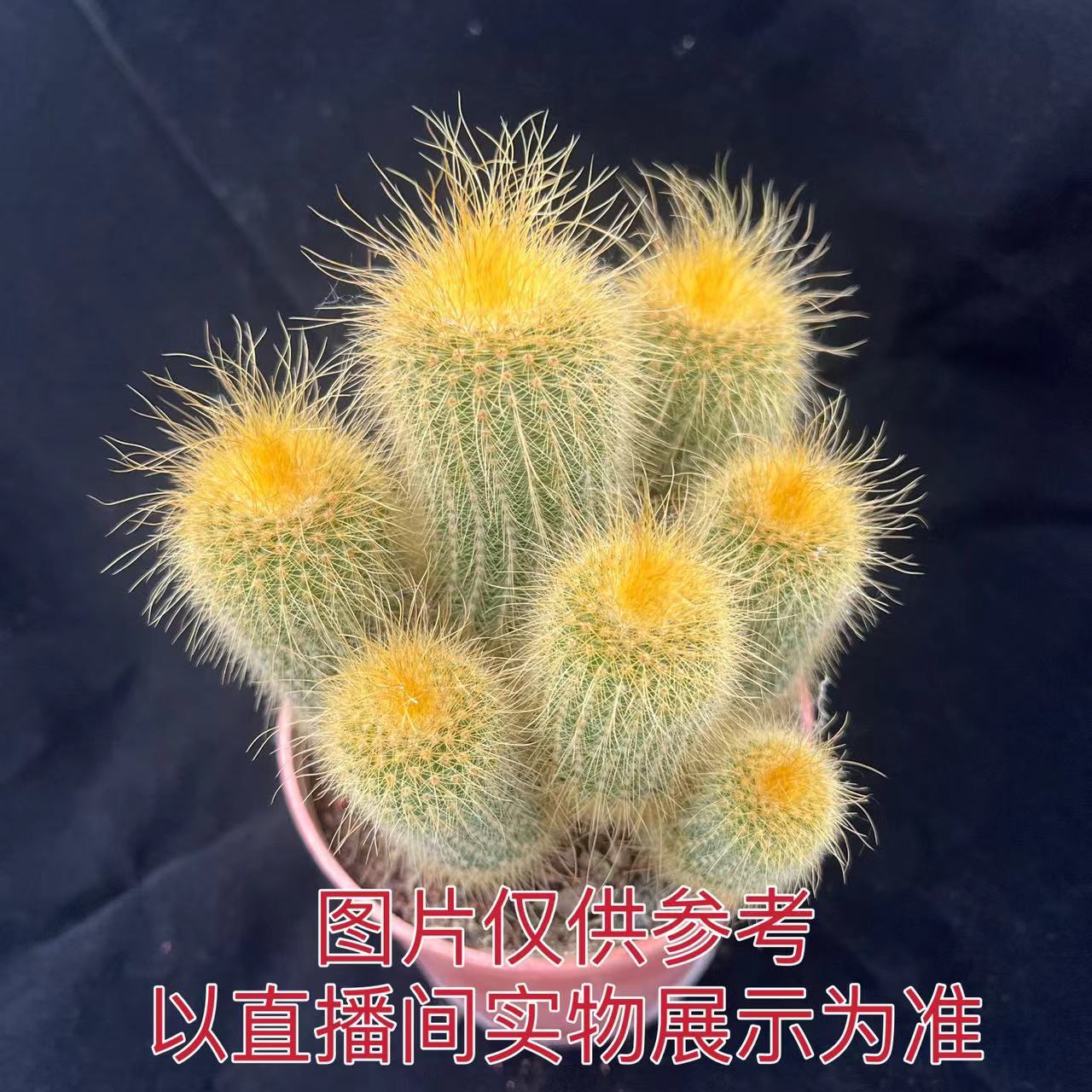 （满18包邮）中号多头实生根金丝猴 仙人球