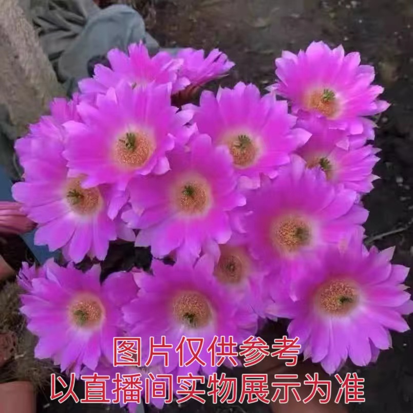 （满18包邮）小号水仙情郎 无刺仙人球