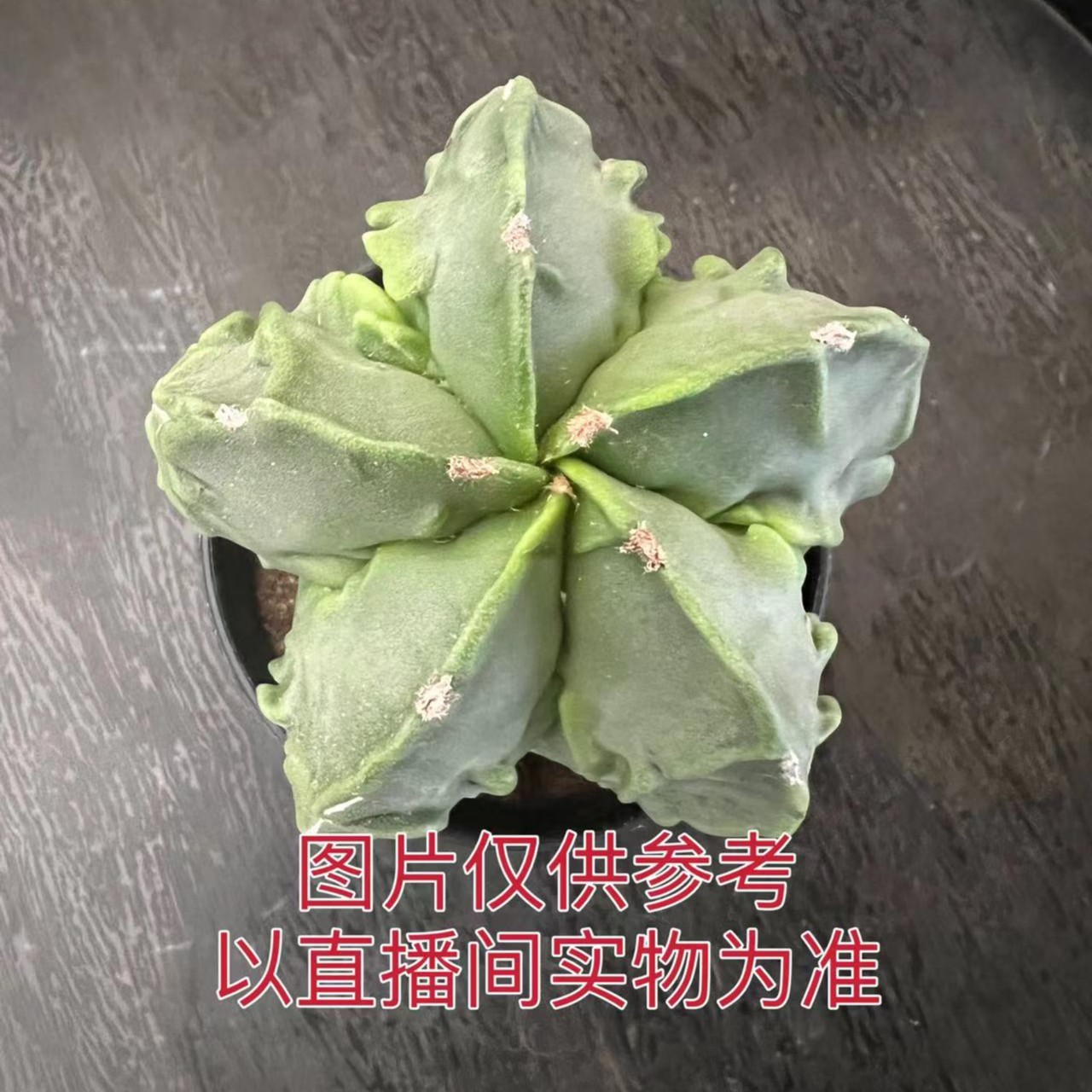 中号五角核桃鸾凤玉 实生根无刺仙人球