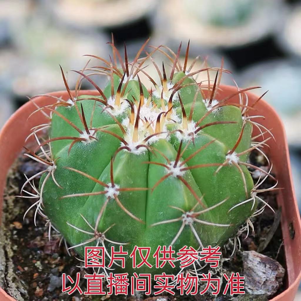 （满18元包邮）小号魔云 仙人球 脱土裸根发货