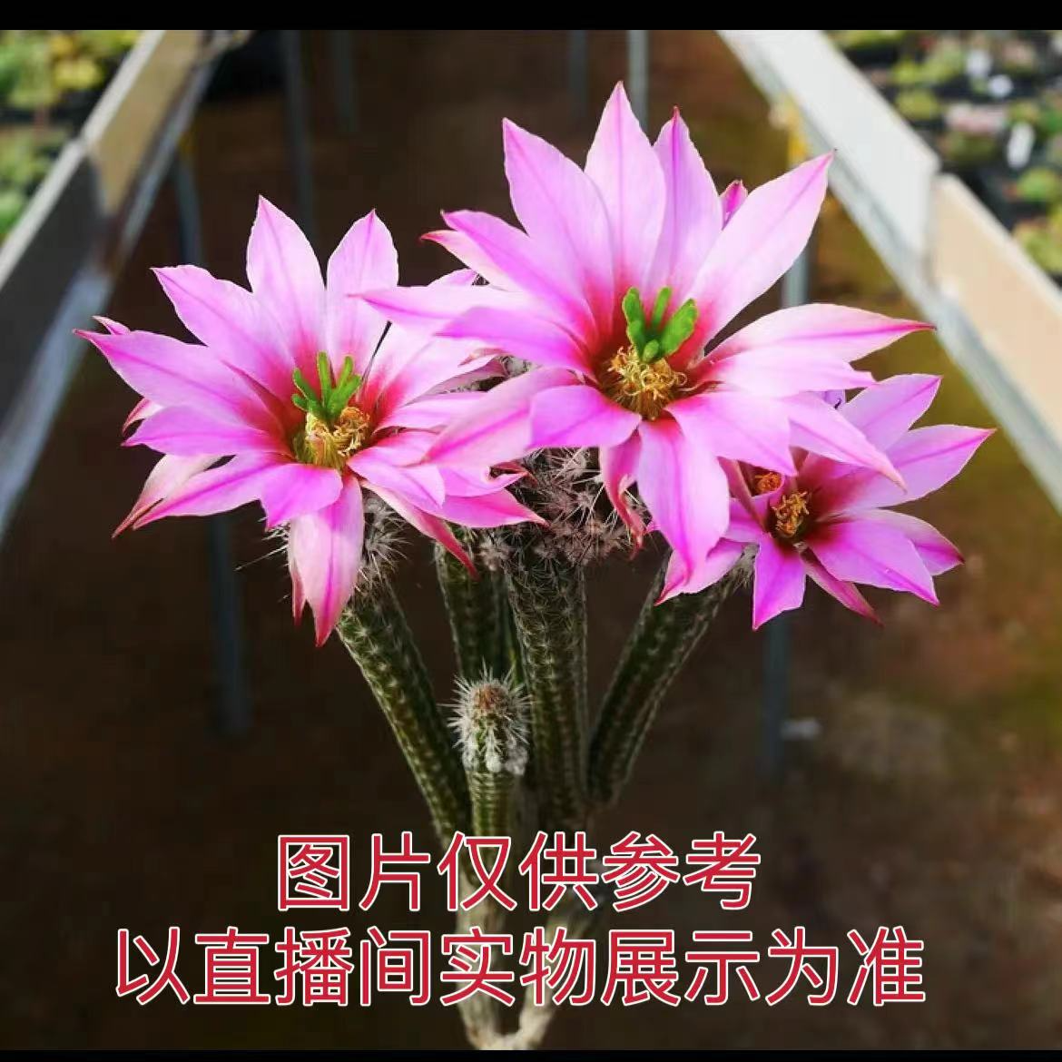 （满18元包邮）小号银柳 银妞仙人掌  裸根发货