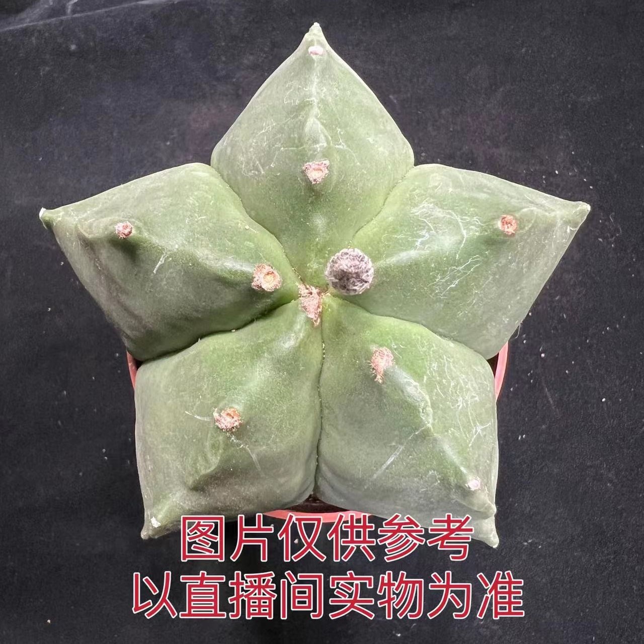 （满18元包邮）中号绿色五角鸾凤玉仙人球6-7cm裸根发货