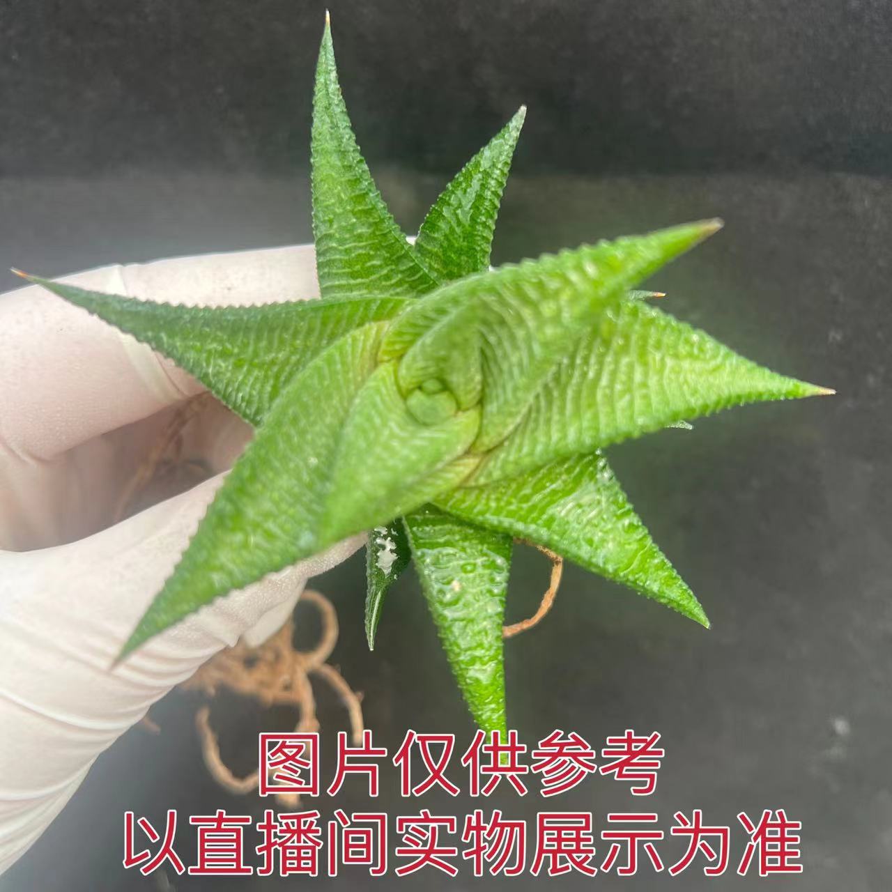 （满18元包邮）小号琉璃殿 十二卷属 芦荟多肉植物