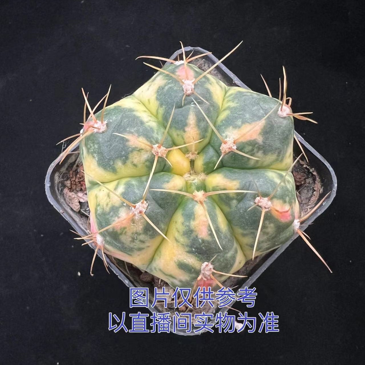 特小号海王锦 3cm仙人球 自然锦 自根