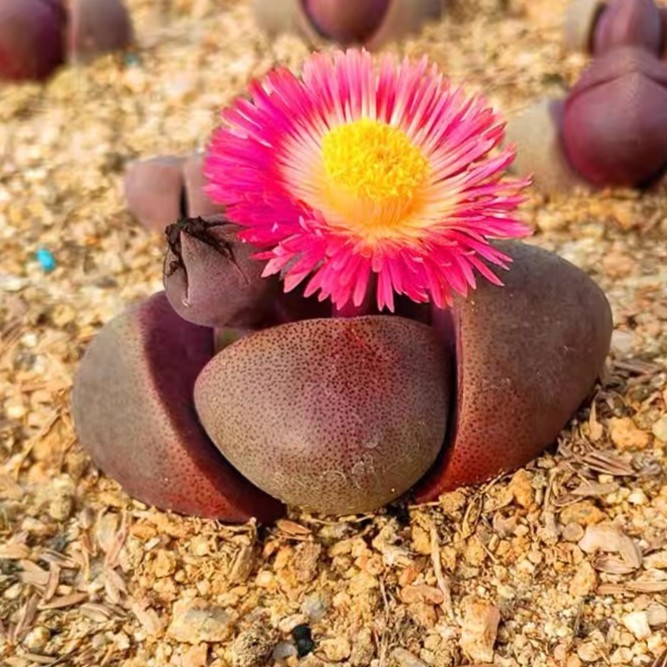 （满18包邮）小号紫帝玉紫元宝多肉植物冠幅3-4cm
