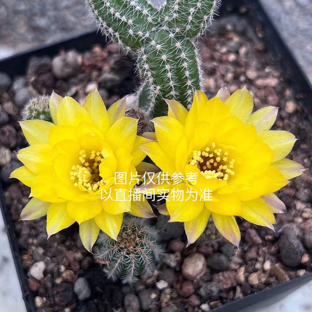小号普拉白檀 黄花白檀 仙人掌 （满18包邮）
