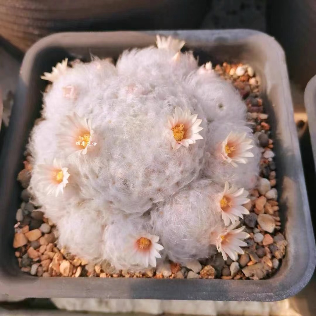 （满18包邮） 中号多头白星群 软刺仙人球