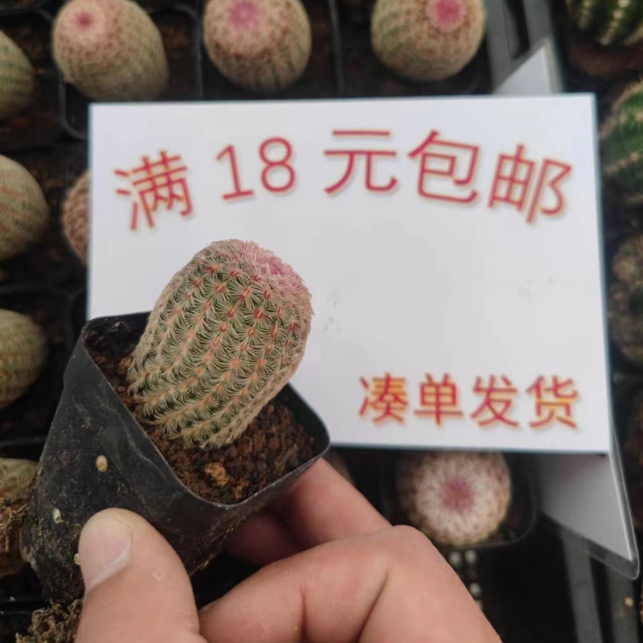特小号红太阳2颗 瑕疵品不售后2-3cm尺寸小