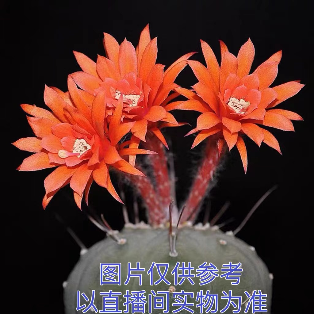 中号红花奇仙玉 仙人球（满18元包邮）
