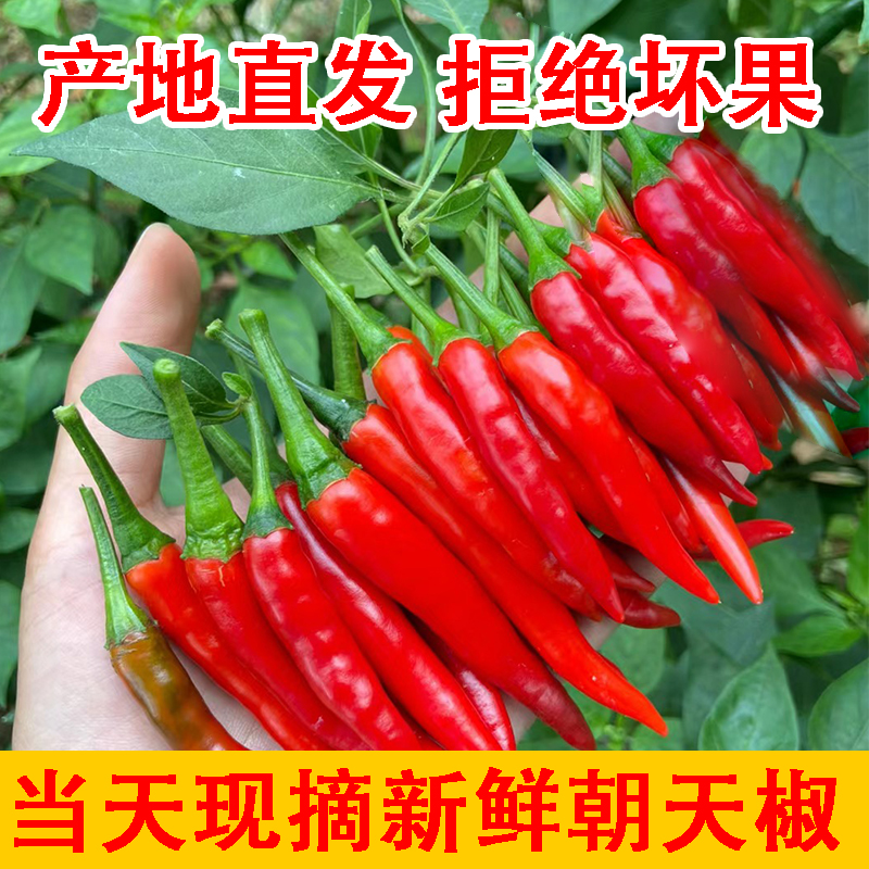 【新鲜朝天椒】贵州正宗现摘特辣魔鬼指天椒泡椒优质发货种植原产地