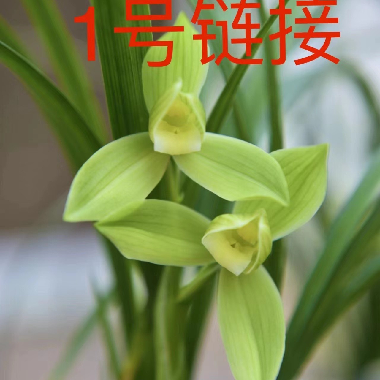 兰花直播间2号链接