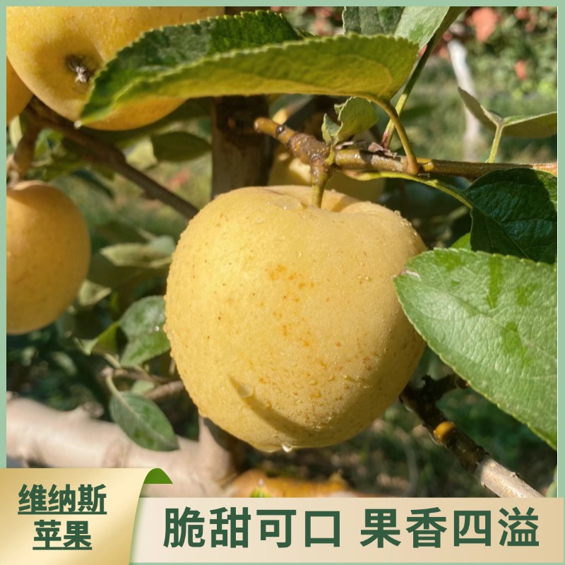 新鲜黄金维纳斯苹果  脆甜爽口果香浓郁产地直发包邮
