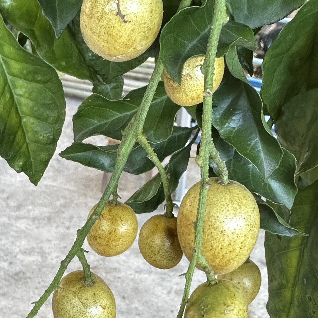 冰糖黄皮树 甜黄皮 南方种植 地栽盆栽