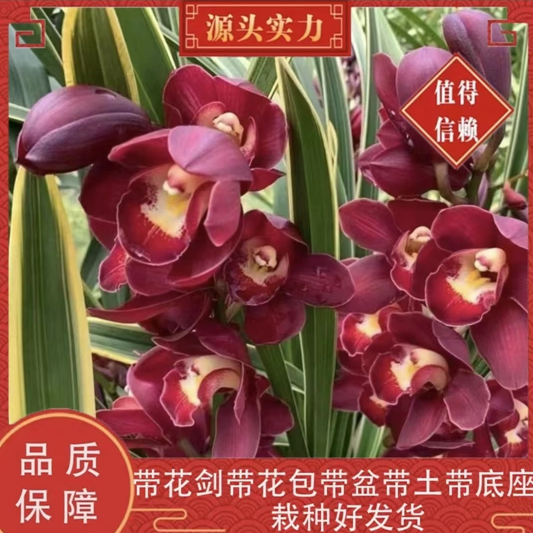 【大红袍】大花蕙兰品种兰花浓香型大花花卉基地直发带盆载好发货