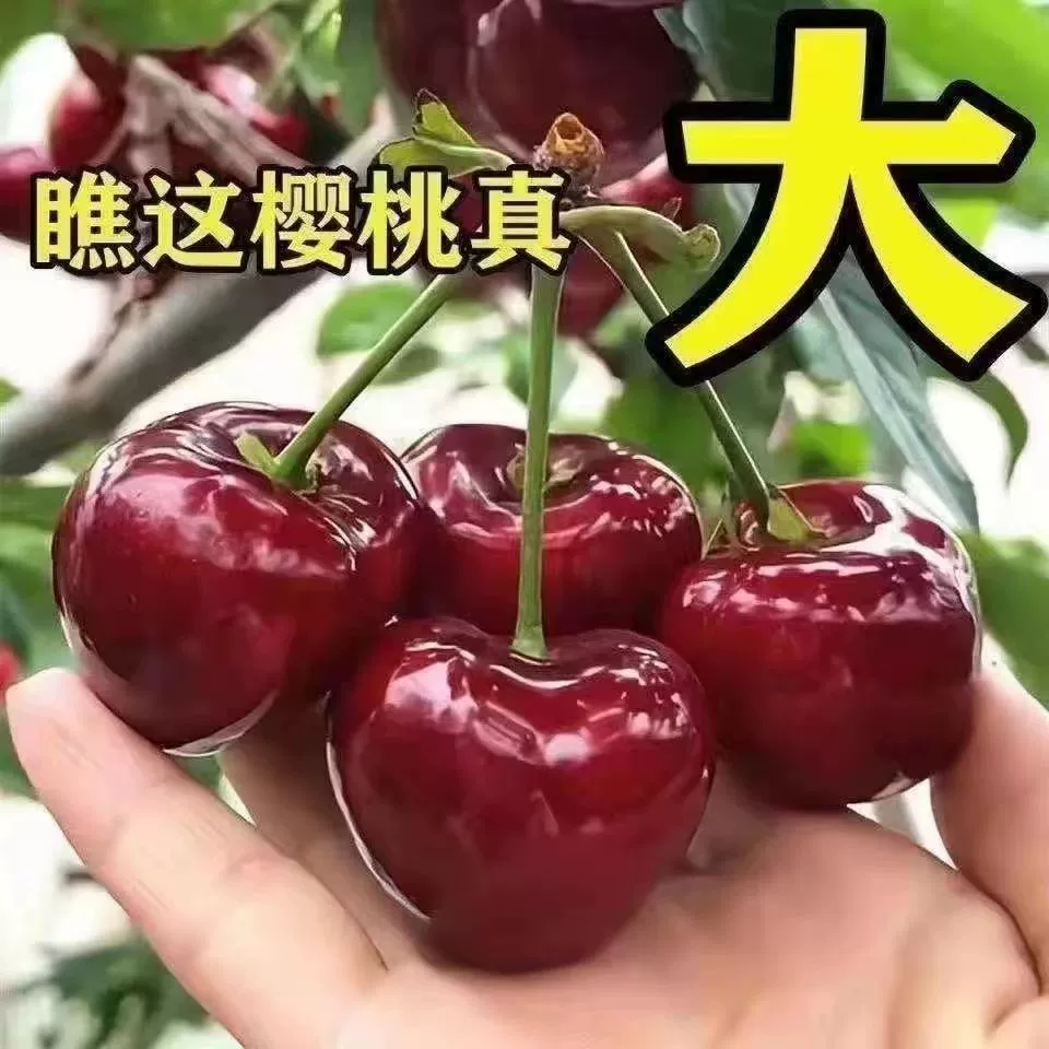 【品种车厘子树】大樱桃果树果苗嫁接地栽盆栽水果树南北方种植