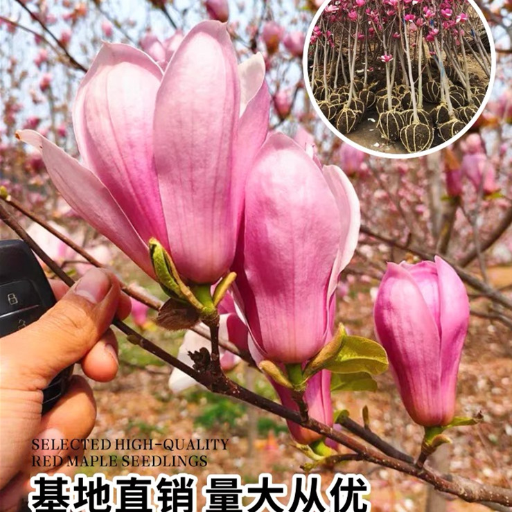 玉兰花耐寒地栽室外 一物一拍