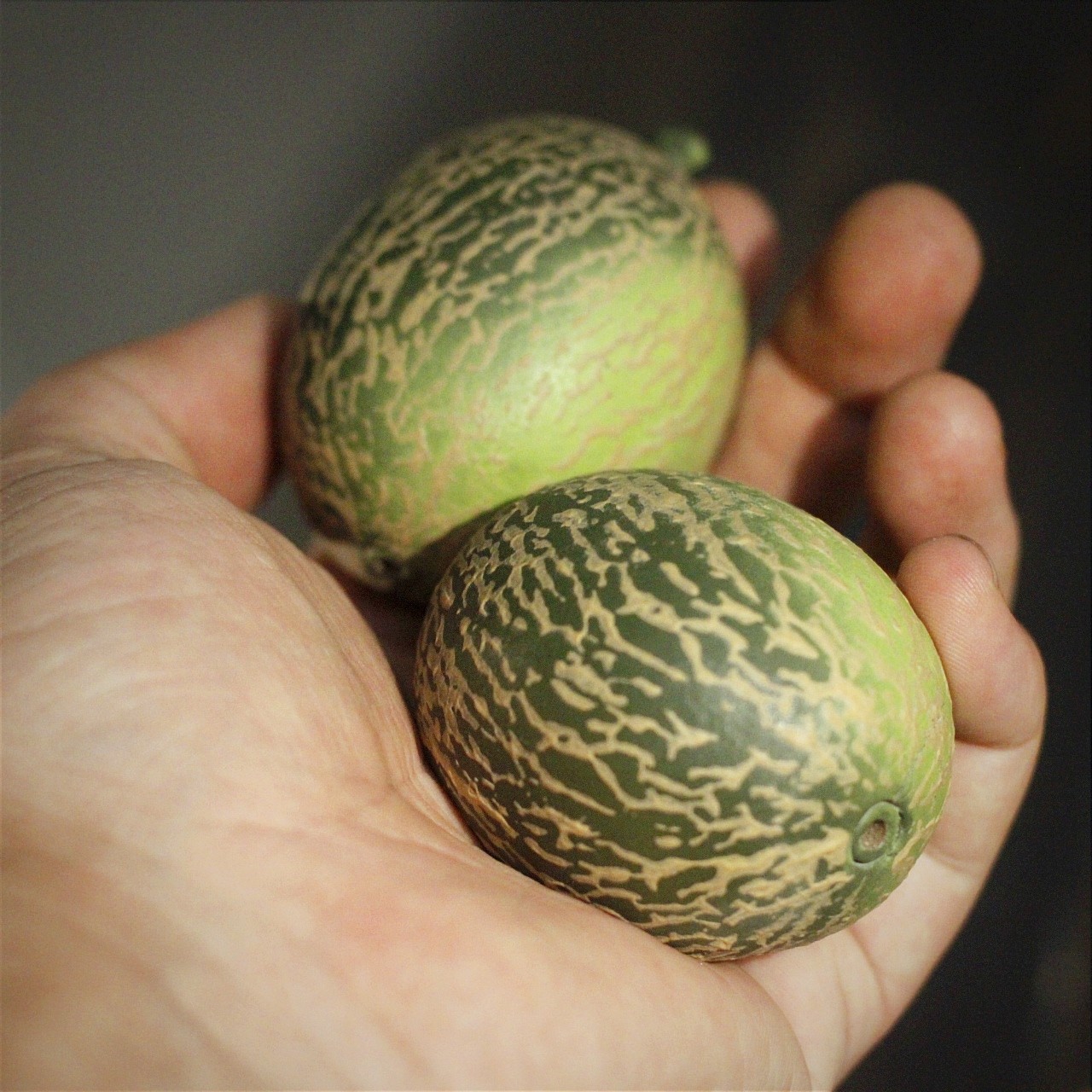 原矿紫砂茶宠哈密瓜手工可养仿真水果茶玩造景茶具配件茶桌摆件