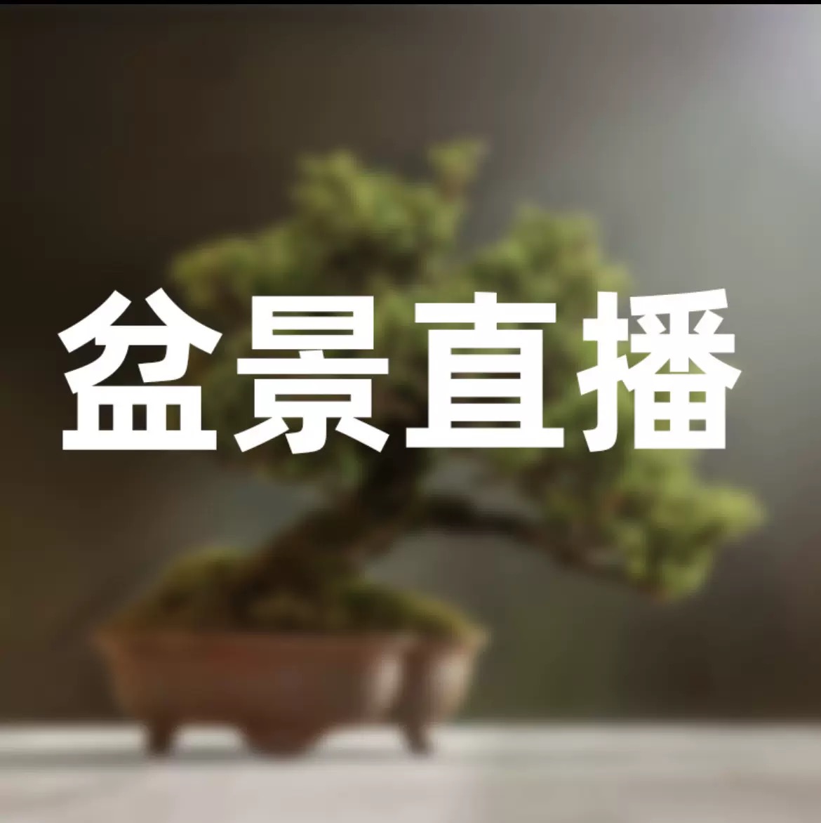 松树盆景（按直播间挑选发货，除偏远地区不包邮）
