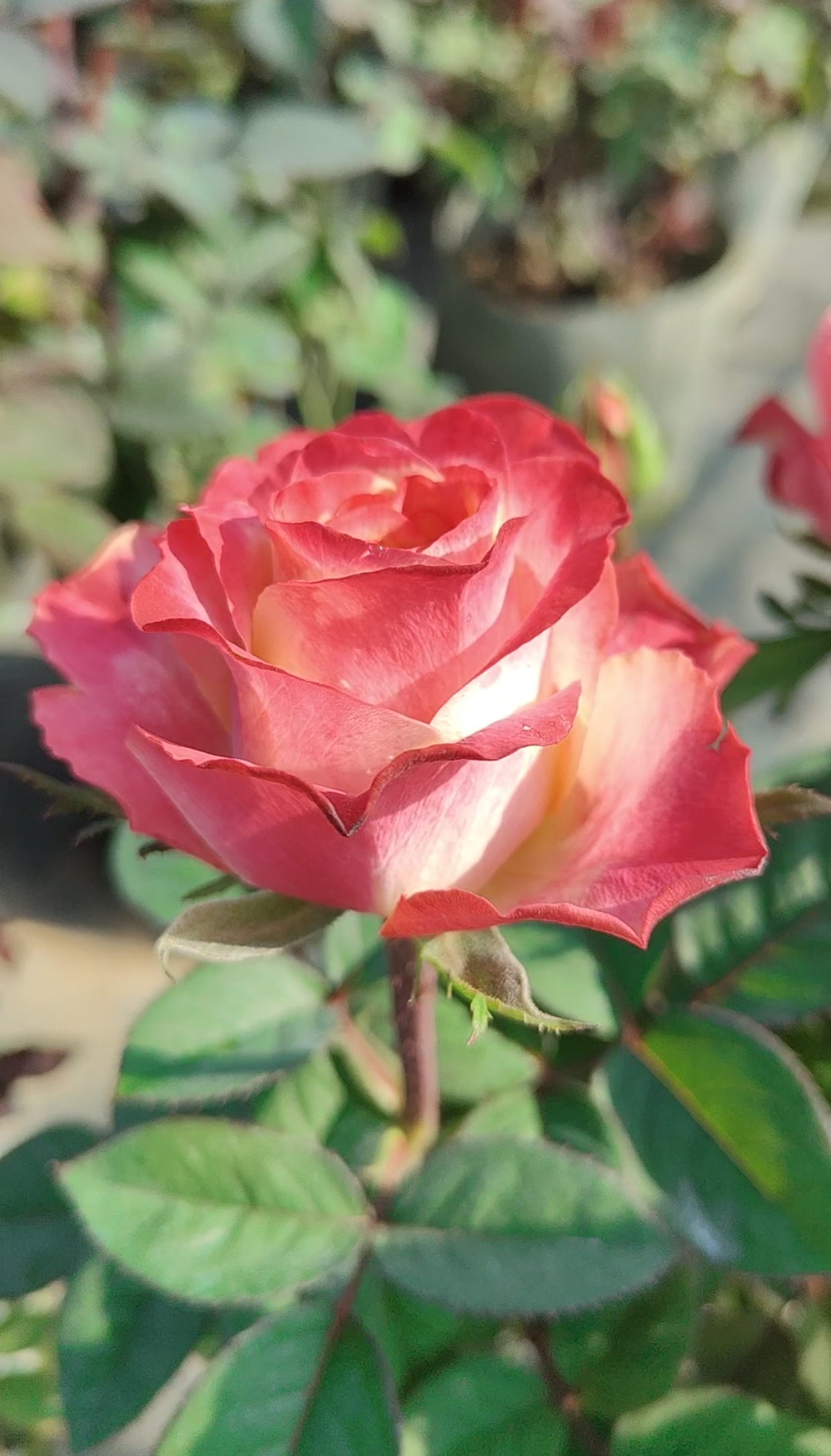 秀波  帽子  高酒杯切花  花期长  复花快 抗病性