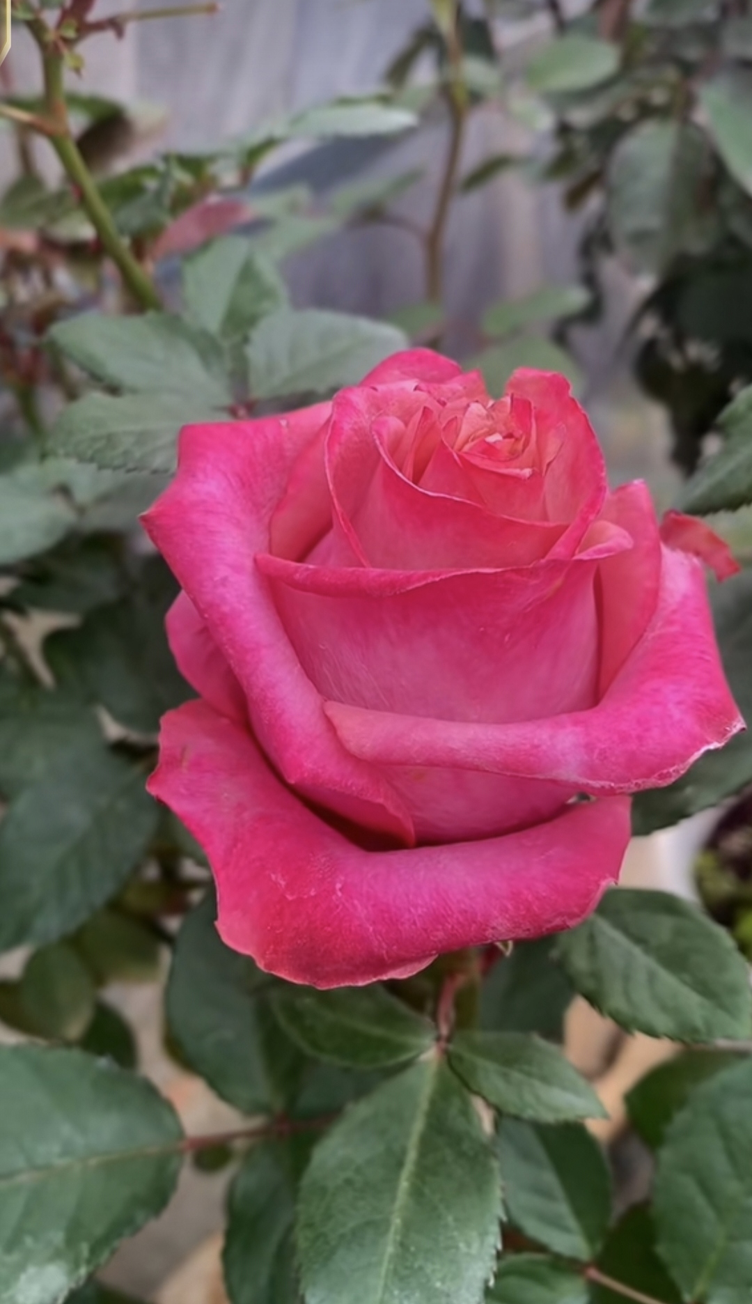 咖啡师月季，灌木切花 耐热性强 抗病力强 多季开花