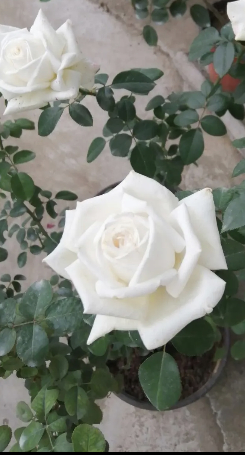 珍妮莫罗 灌木月季 花大厚实 大花浓香 可作切花 花期长 