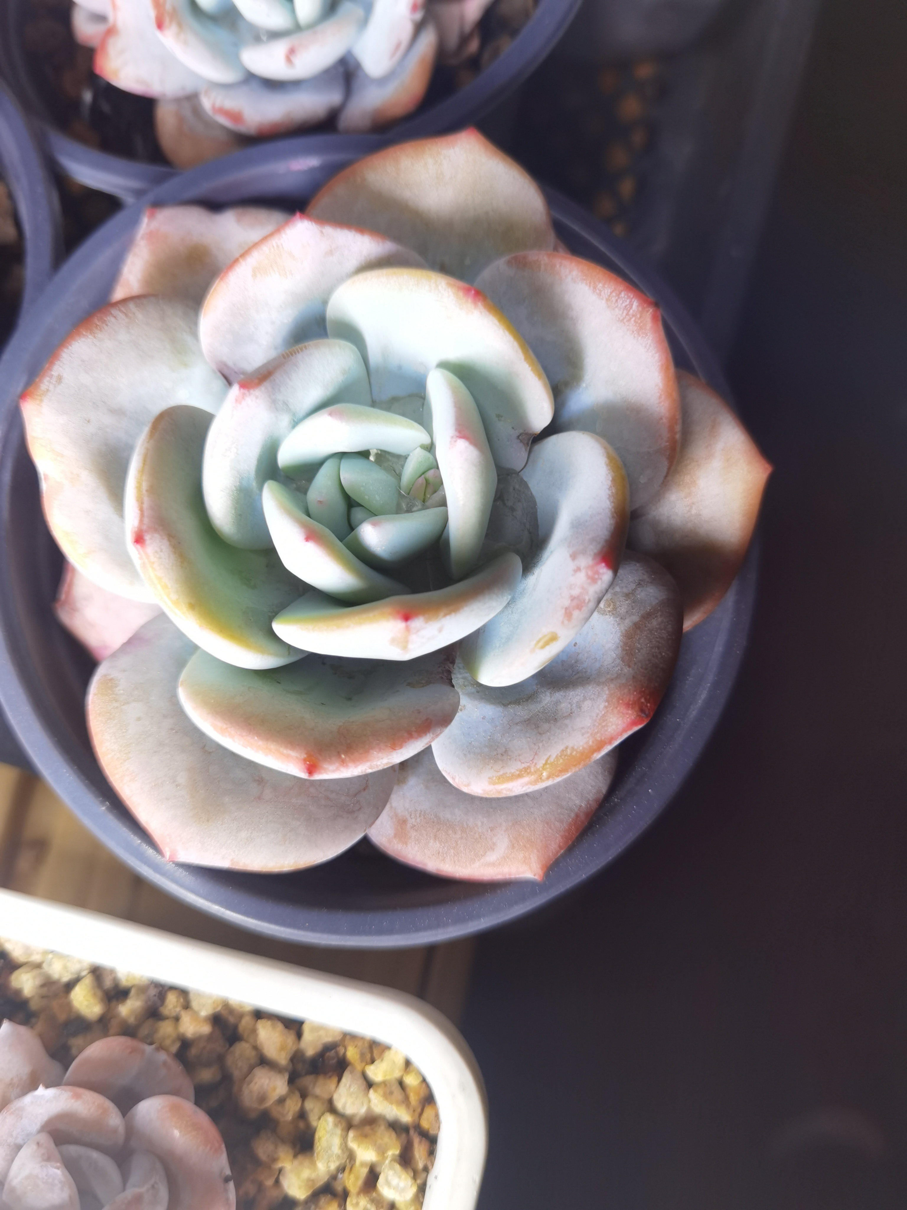 《雪苓妍精品》奶茶 正版奶茶16厘米大小