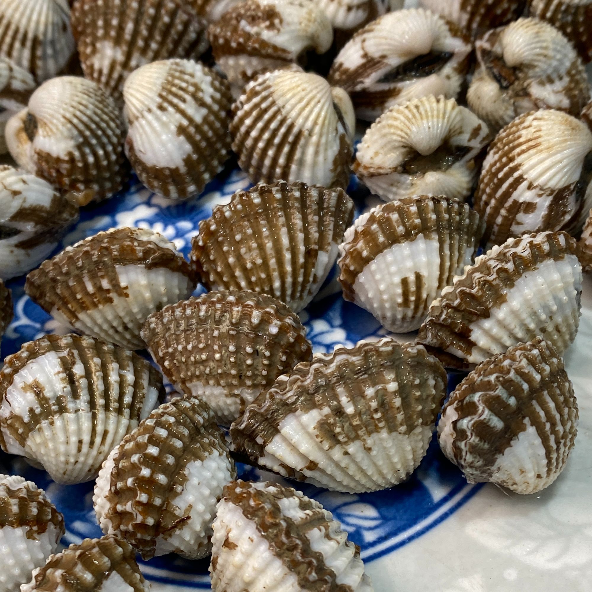 【上街弟推荐】新鲜 血蚶 肥美有肉 福州发货（包鲜不包活）