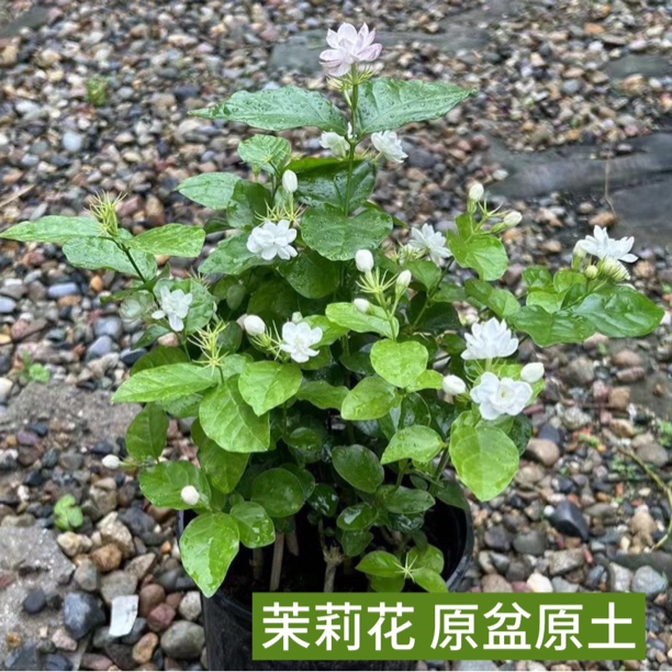 茉莉花盆栽重瓣开花浓香四季好养室内阳台庭院驱蚊防蚊观花卉植物