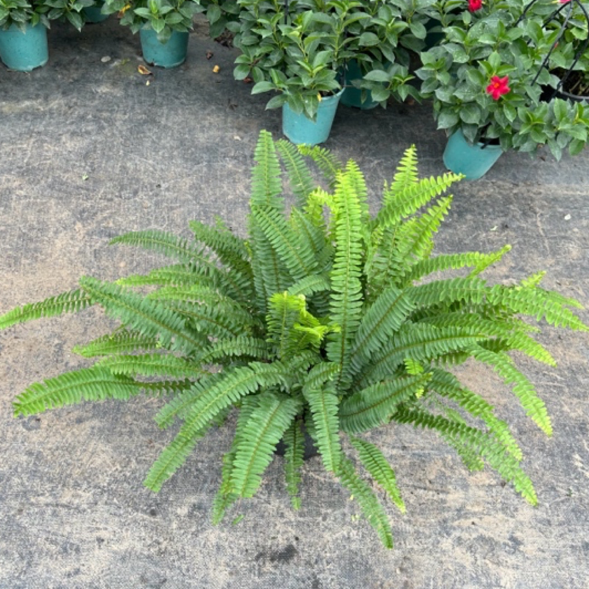 肾蕨盆栽排骨草波士顿蕨室内阳台庭院可种植绿化花镜造景观叶植物