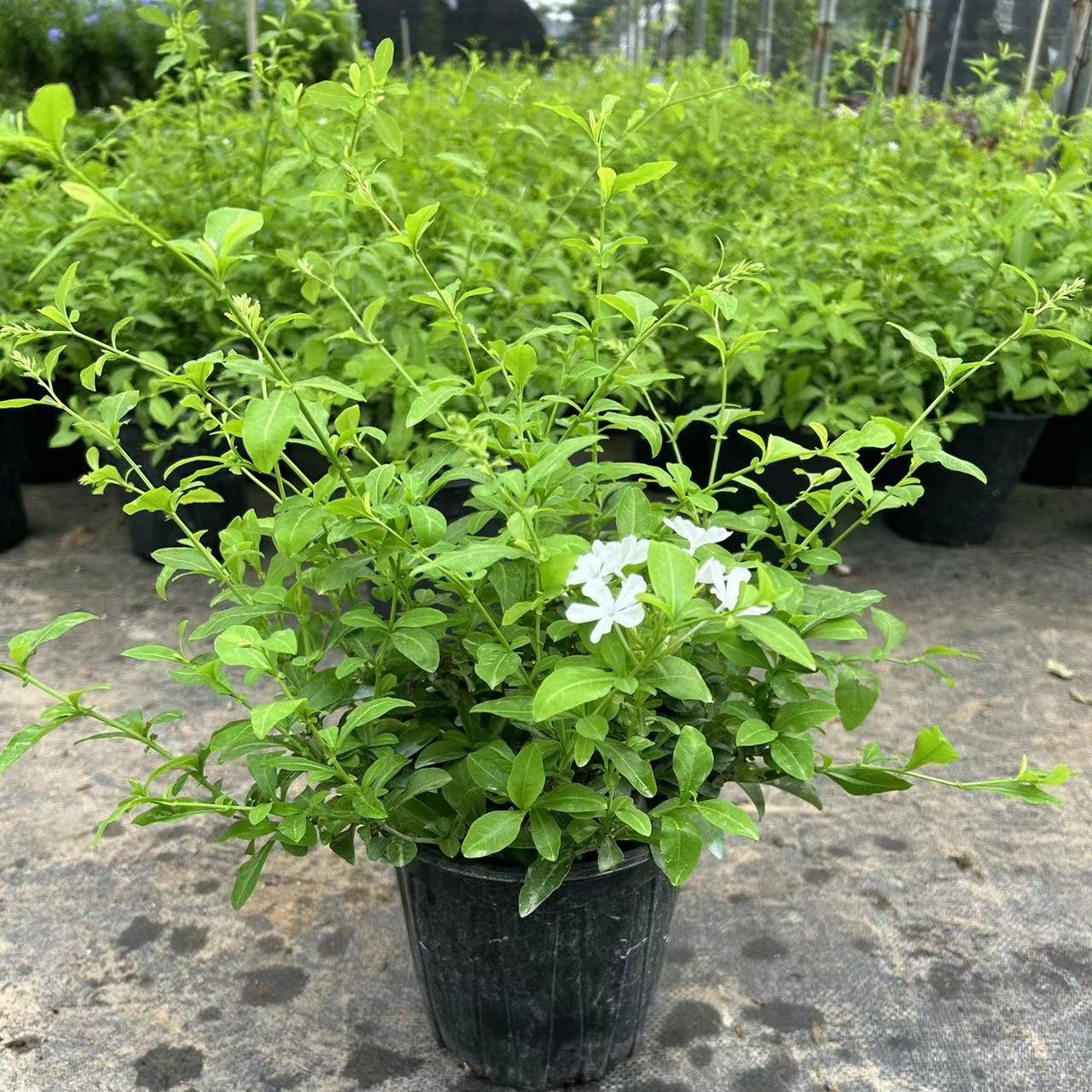 白雪花原土盆栽大苗带花苞阳台庭院木本花卉耐热好养植物四季开花