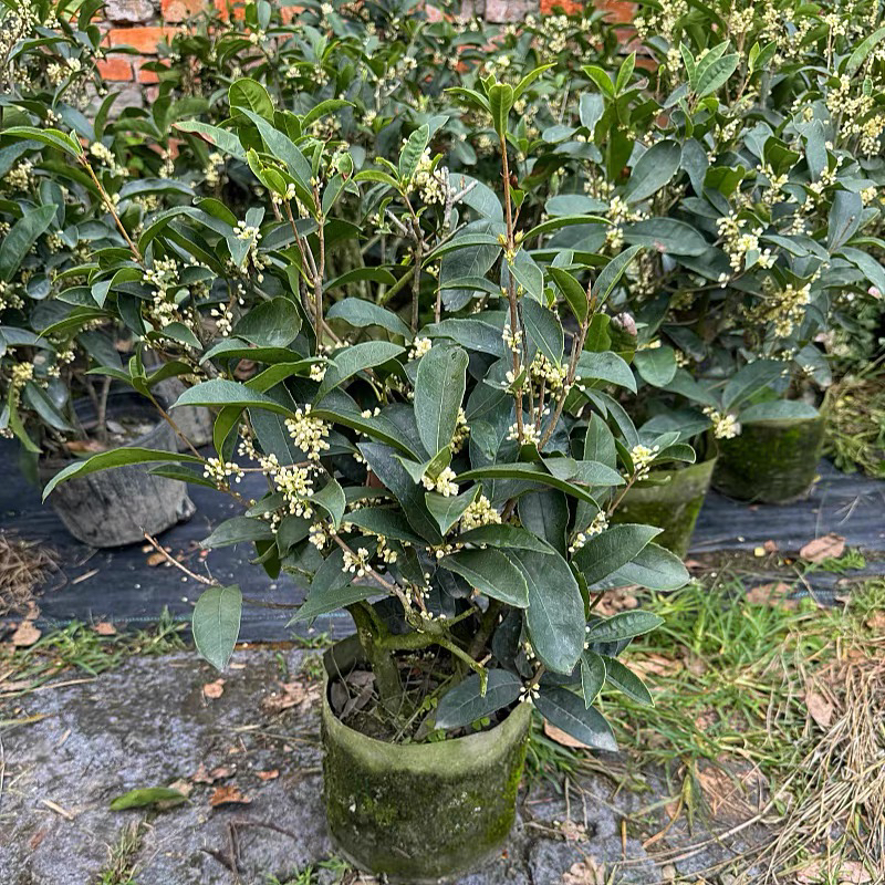 四季桂花原盆盆栽苗阳台庭院四季开花木本花卉盆栽植物树苗浓香型