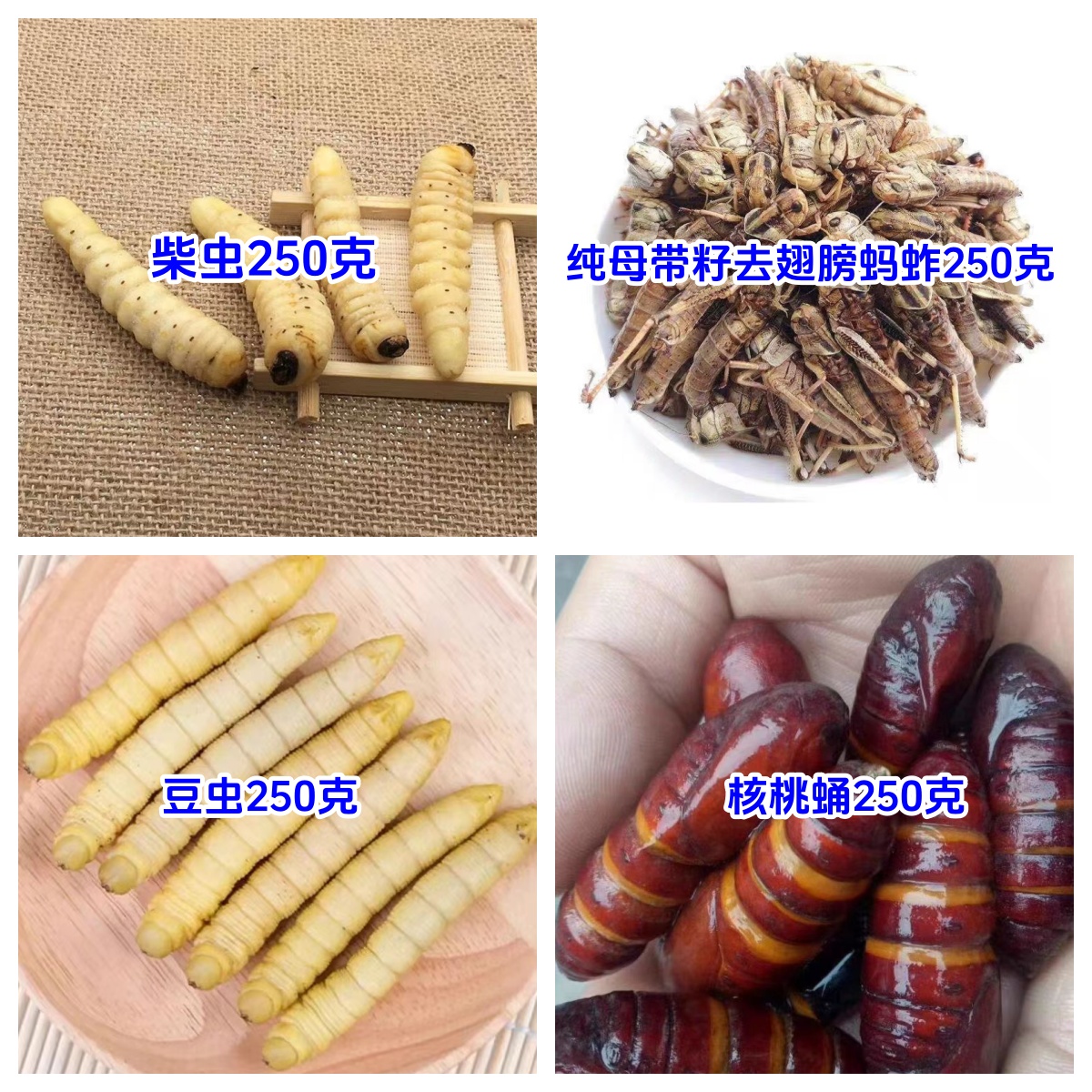 昆虫美食试吃装组合柴虫半斤豆虫半斤蚂蚱半斤核桃蛹半斤到手2斤