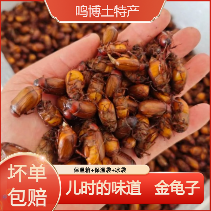 金龟子瞎闯撞小胖孩活体速冻可油炸营养美味烧烤食材昆虫美食包邮