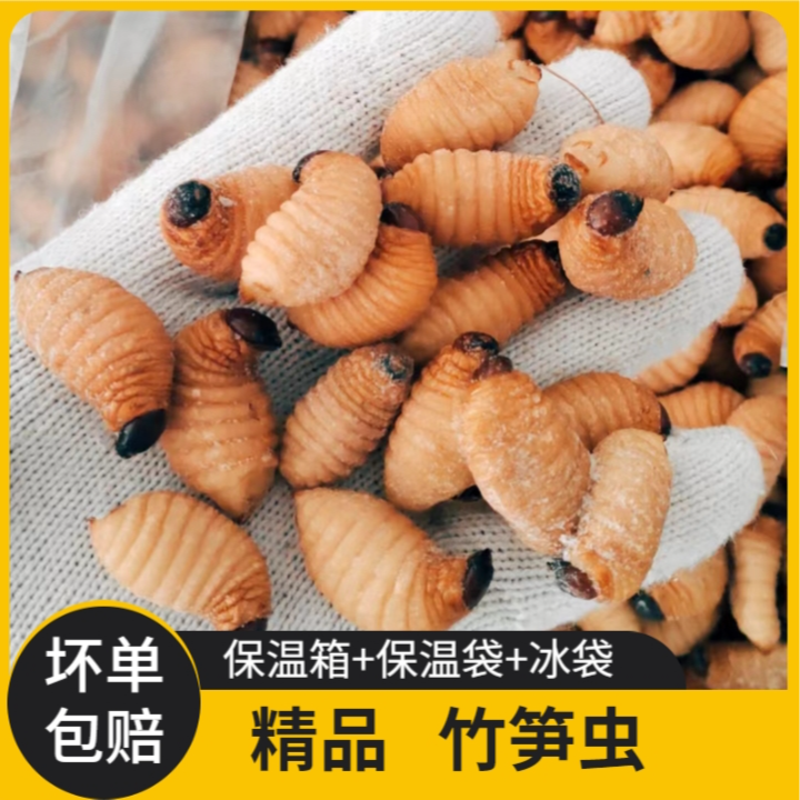 竹笋虫椰子虫小可爱笋虫大胖子新鲜速冻冻品烧烤油炸包邮