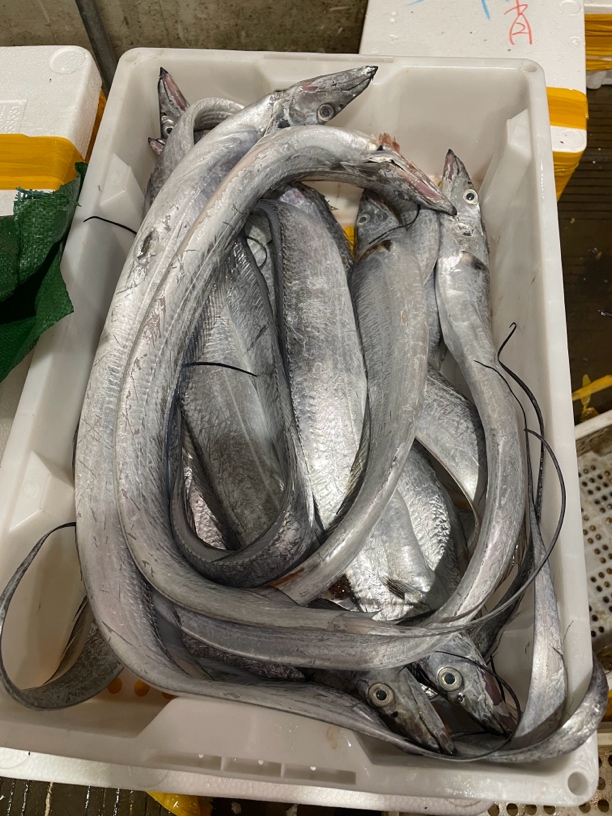 舟山新鲜带鱼瑕疵油带  现称现拍 点击发货后不支持退款