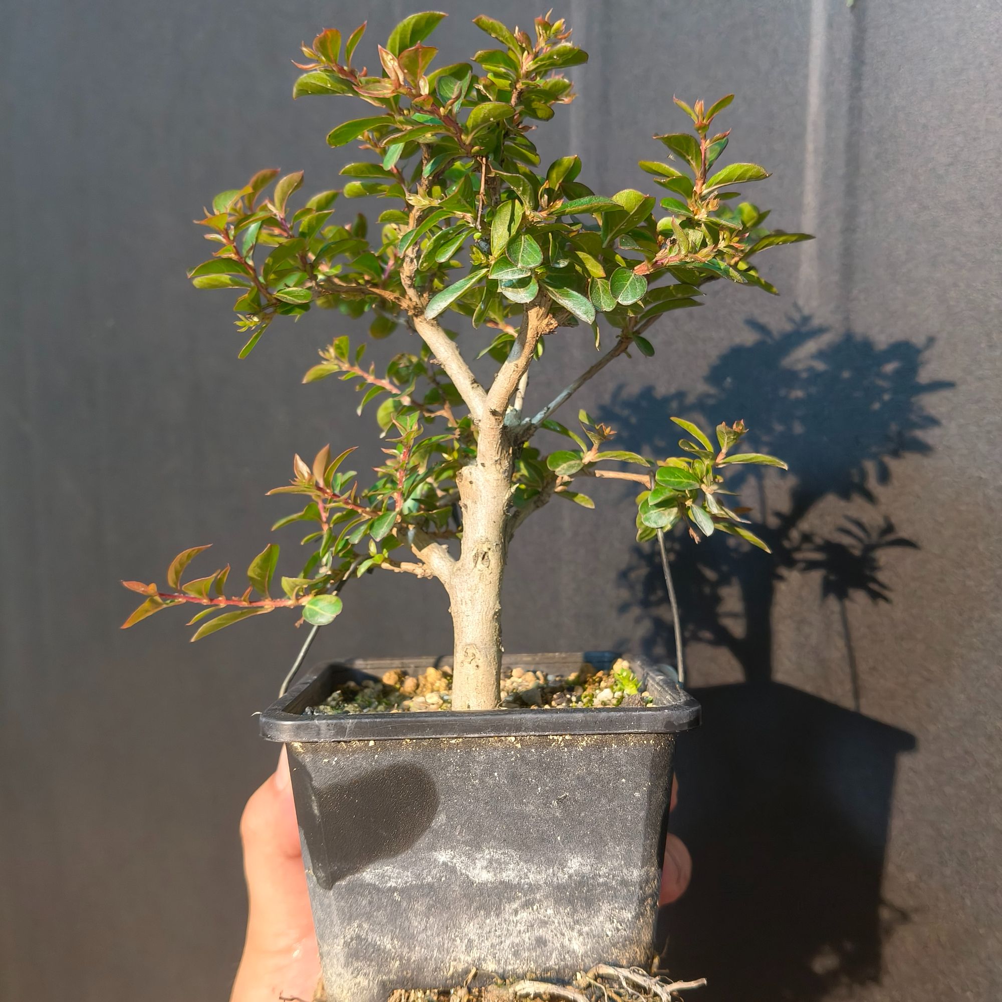 一物一拍掌中宝姬紫薇杜鹃盆景