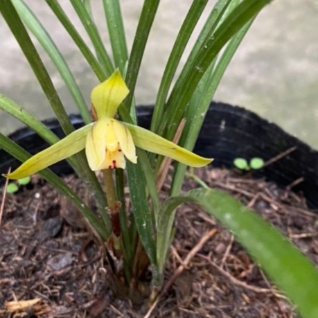 春兰、春剑、四季兰盆景