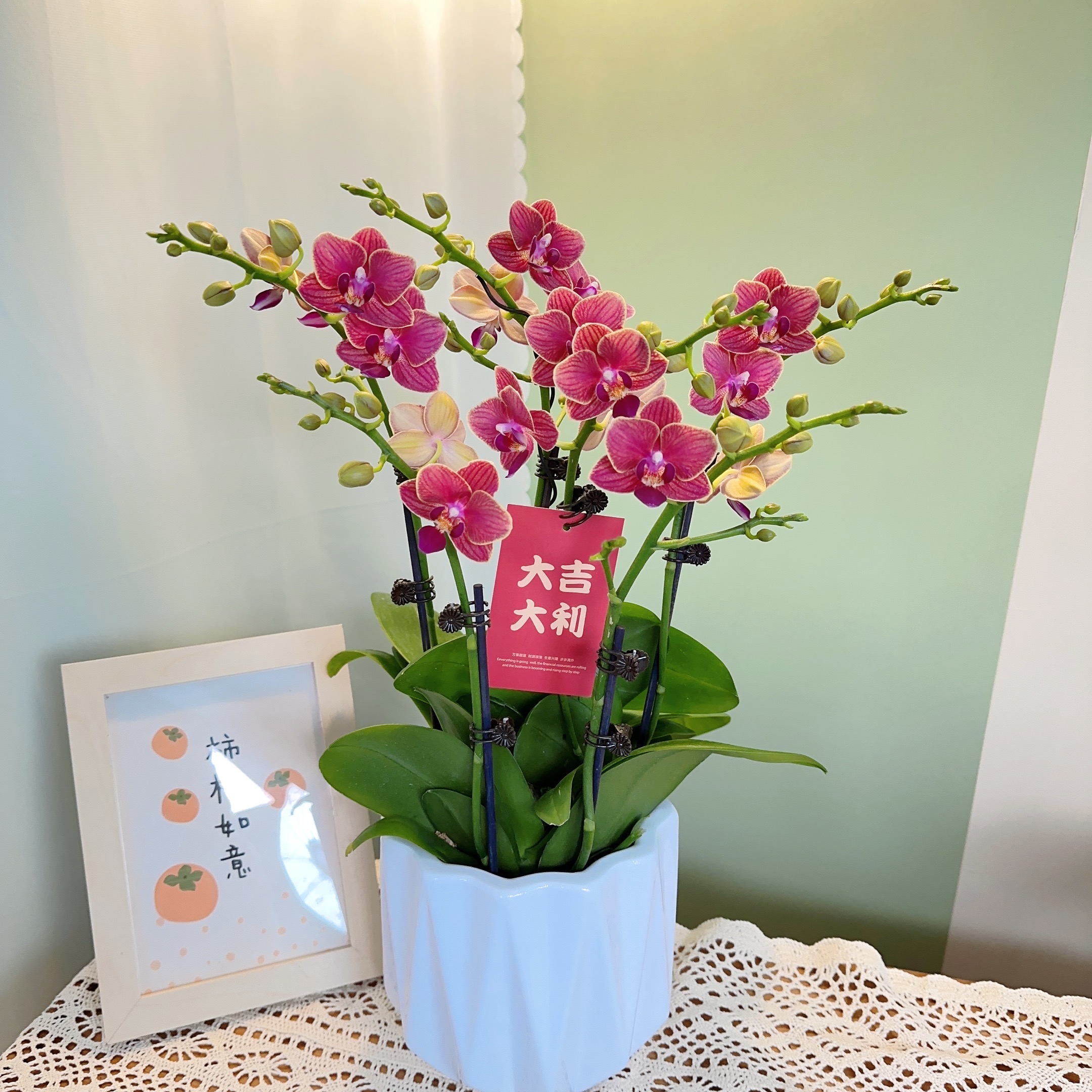 【花元素优选】【金边玲珑】蝴蝶兰（配盆子）