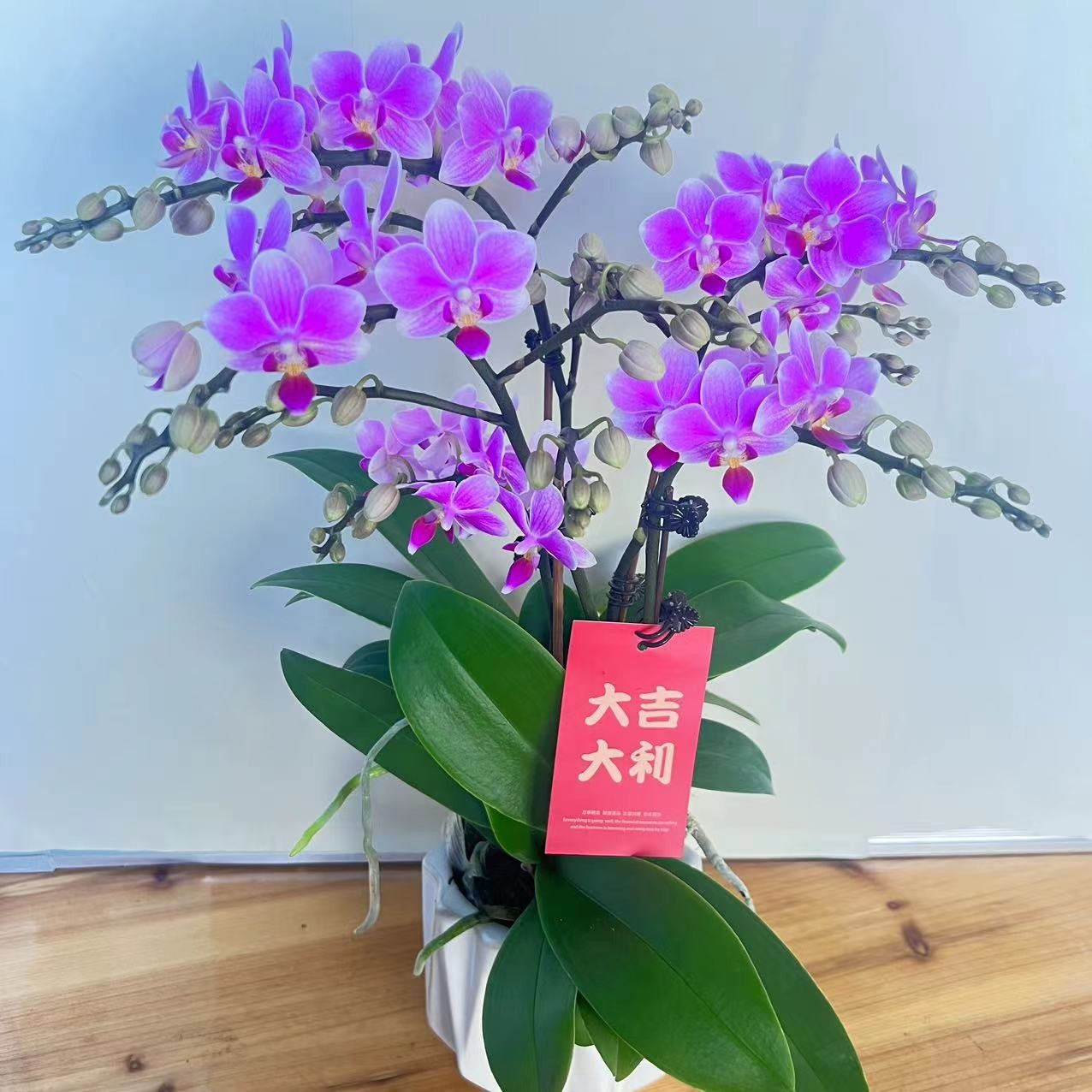 花元素优选【香格里拉】蝴蝶兰花卉带花剑带花苞绿植盆栽