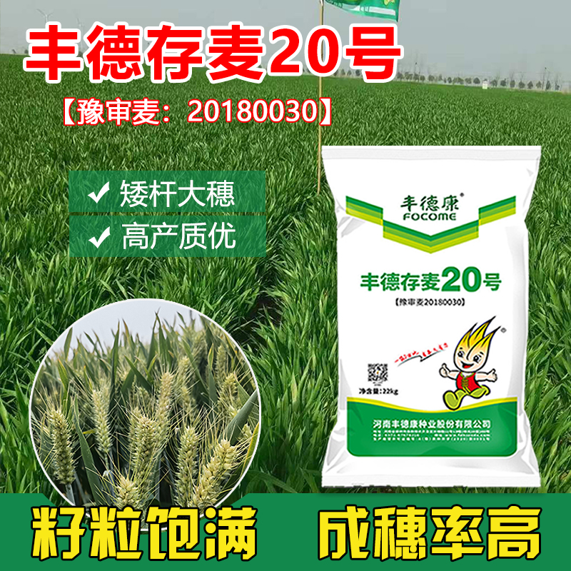 focome/丰德康存麦20号小麦 矮杆大穗高抗黄花病抗病性强高产抗倒