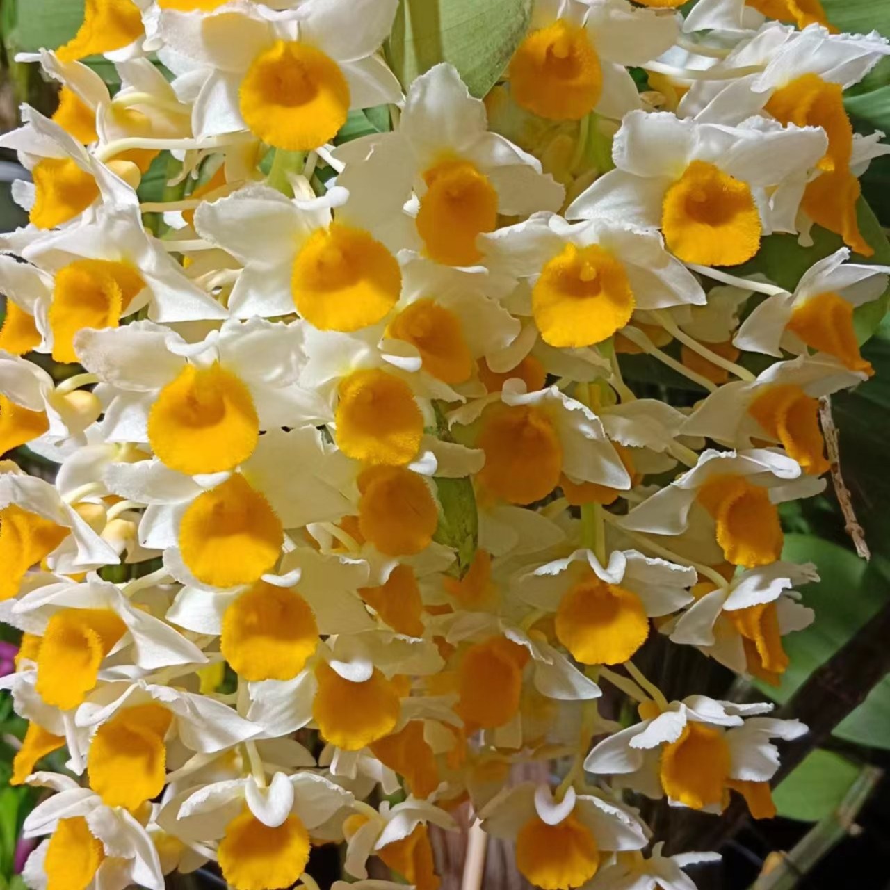 【熠升石斛】石斛花卉一物一拍白色盆栽春季粉色红色兰花